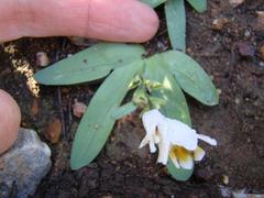 Freesia caryophyllacea
