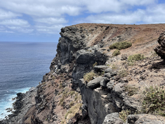 Brickellia peninsularis