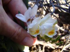 Freesia caryophyllacea