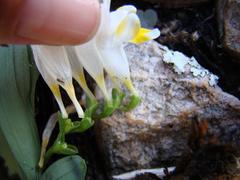 Freesia caryophyllacea