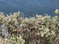 Brickellia peninsularis