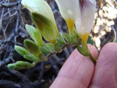 Freesia caryophyllacea