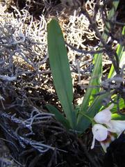 Freesia caryophyllacea