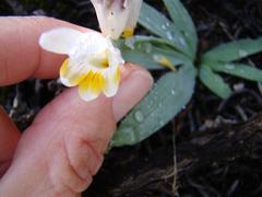 Freesia caryophyllacea
