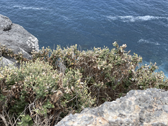 Brickellia peninsularis