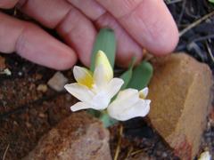 Freesia caryophyllacea