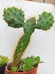 Cactaceae