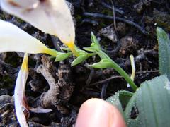 Freesia caryophyllacea