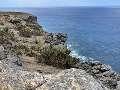 Brickellia peninsularis