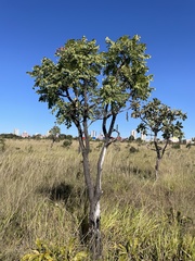 Stryphnodendron adstringens