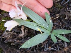 Freesia caryophyllacea