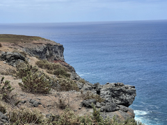 Brickellia peninsularis
