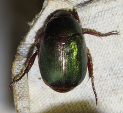 Anomala russiventris