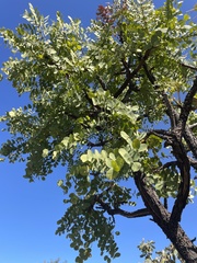 Stryphnodendron adstringens