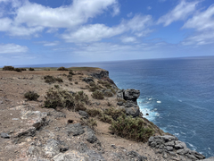 Brickellia peninsularis