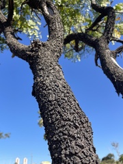 Stryphnodendron adstringens