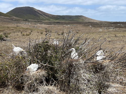 Red-footed Booby