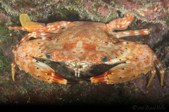 Goniosupradens hawaiensis