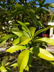 Magnoliopsida