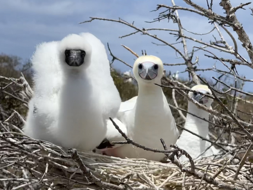 Red-footed Booby
