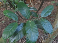 Oxyanthus pyriformis pyriformis