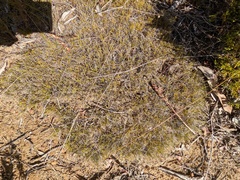 Schoenus breviculmis