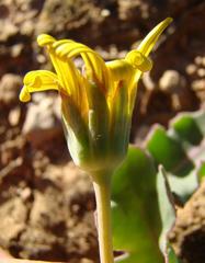 Othonna auriculifolia