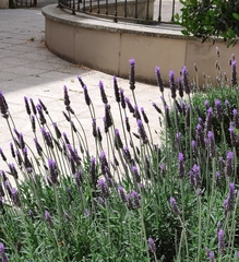 Lavandula dentata
