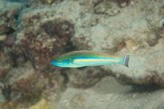 Pseudojuloides cerasinus