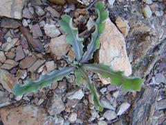 Othonna auriculifolia