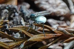 Empis geneatis