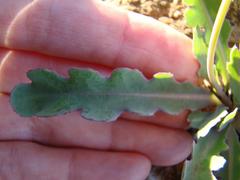 Othonna auriculifolia