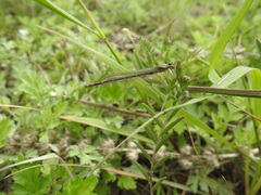 Paracercion calamorum