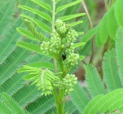 Acaciella