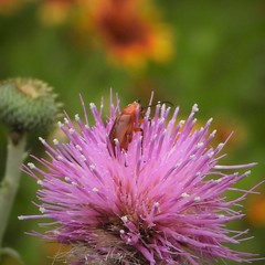 Nemognatha piazata