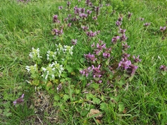 Lamium purpureum