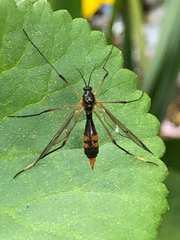Ptychoptera albimana