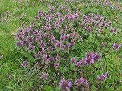 Lamium purpureum