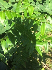 Magnoliopsida