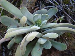 Crassula cotyledonis