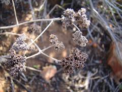 Crassula cotyledonis