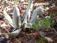 Crassula cotyledonis