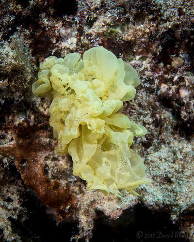 Representative image of Sarcinochrysidales