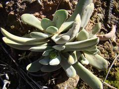 Crassula cotyledonis