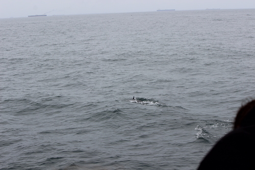 photo of Common Dolphins (Delphinus)