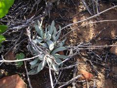 Crassula cotyledonis