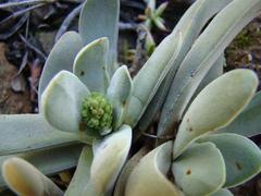 Crassula cotyledonis