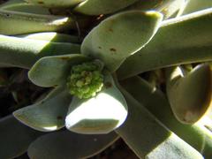 Crassula cotyledonis