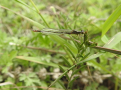 Paracercion calamorum