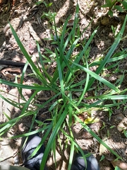 Liliopsida